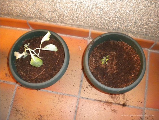 Plantar y crecer de remolacha y col 3 macetas con col y menta