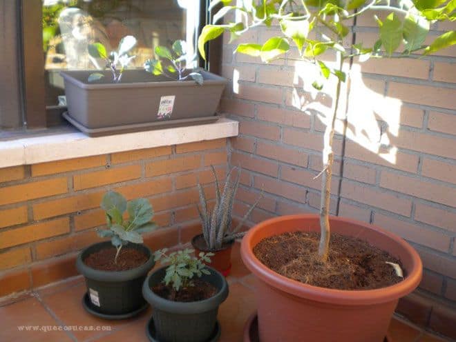Plantar y crecer de remolacha y col 4 menta remolacha col en huerto urbano