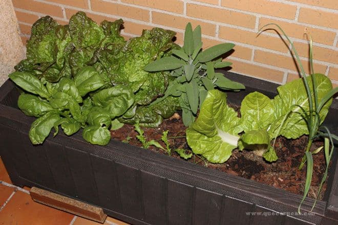 maceta-huerto-urbano-en-noviembre