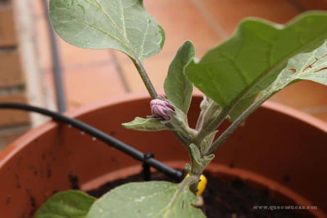 berenjena en flor berenjena en flor