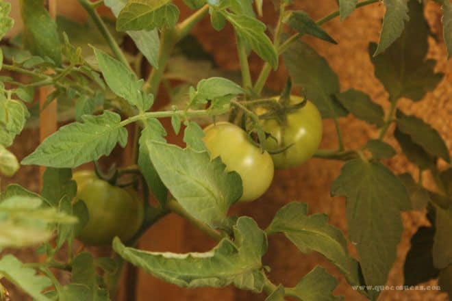 Tomates y Tomatitos a punto de recoger 1 tomate verde en huerto urbano