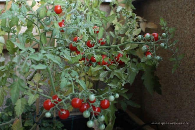 tomatitos madurando tomatitos madurando