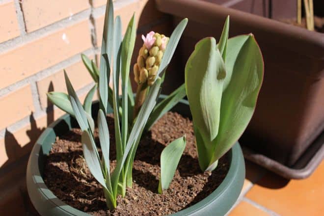 Flores en Qué Cosucas 2 crecer bulbos invierno