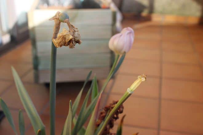 Flores en Qué Cosucas 8 flor tulipan seca