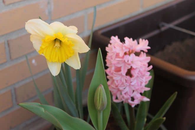 Flores en Qué Cosucas 7 jacinto-narciso-tulipan