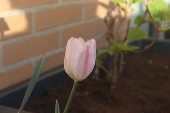 Flores en Qué Cosucas 5 tulipan rosa