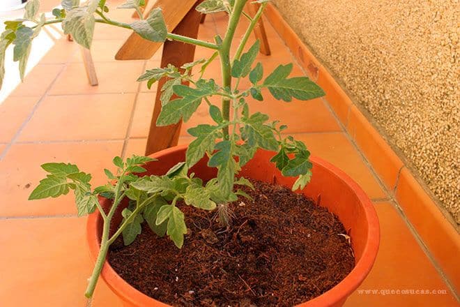 podar una tomatera podar una tomatera