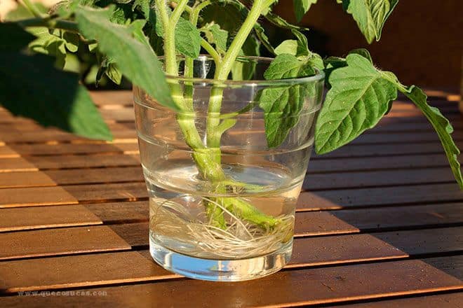 esquejes de tomate con raices esquejes de tomate con raices