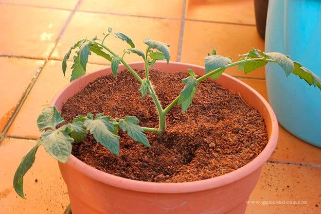 tomatera a partir de esqueje tomatera a partir de esqueje