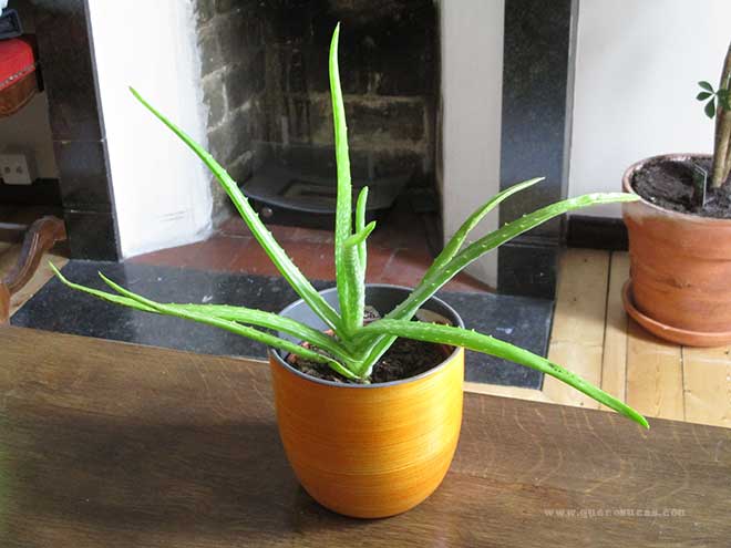 Reproducir Aloe Vera por esquejes o hijuelos 2 aloe vera creciendo
