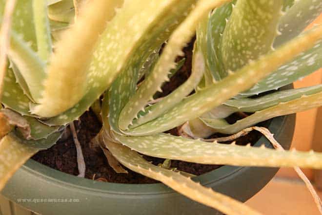 hijuelo grande aloe vera hijuelo grande aloe vera