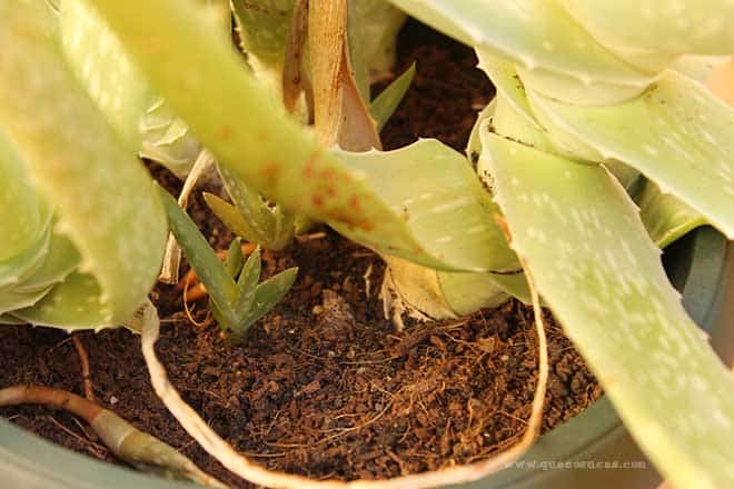 hijuelo pequeño aloe vera hijuelo pequeño aloe vera