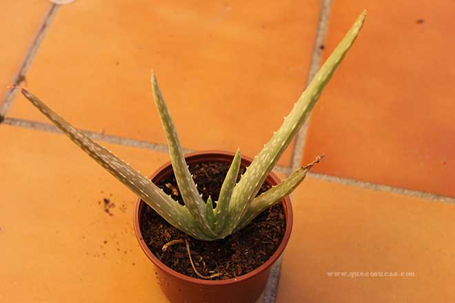 nueva planta de aloe vera nueva planta de aloe vera