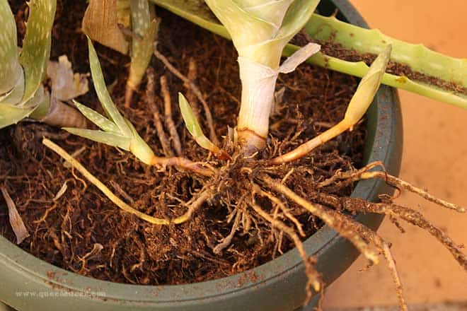 raices aloe vera raices aloe vera