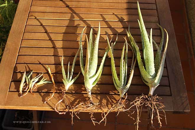 Reproducir Aloe Vera por esquejes o hijuelos 1 reproducir aloe vera