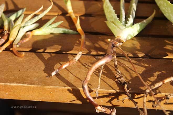 trasplantar aloe vera trasplantar aloe vera