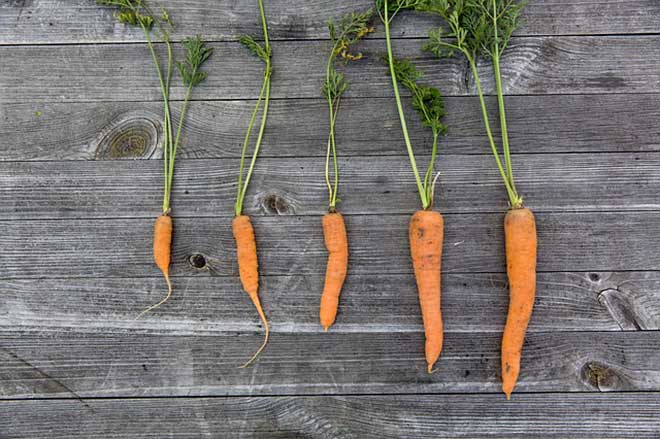 zanahorias en invierno zanahorias en invierno